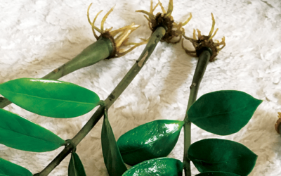 ROZMNAŻANIE ROŚLIN- Zamiokulkas zamiolistny (Zamioculcas zamiifolia)