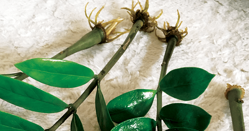 ROZMNAŻANIE ROŚLIN- Zamiokulkas zamiolistny (Zamioculcas zamiifolia)