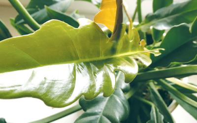 Jak dobrać rośliny do ilości światła dostępnego na parapecie w naszym mieszkaniu? Cz. 1