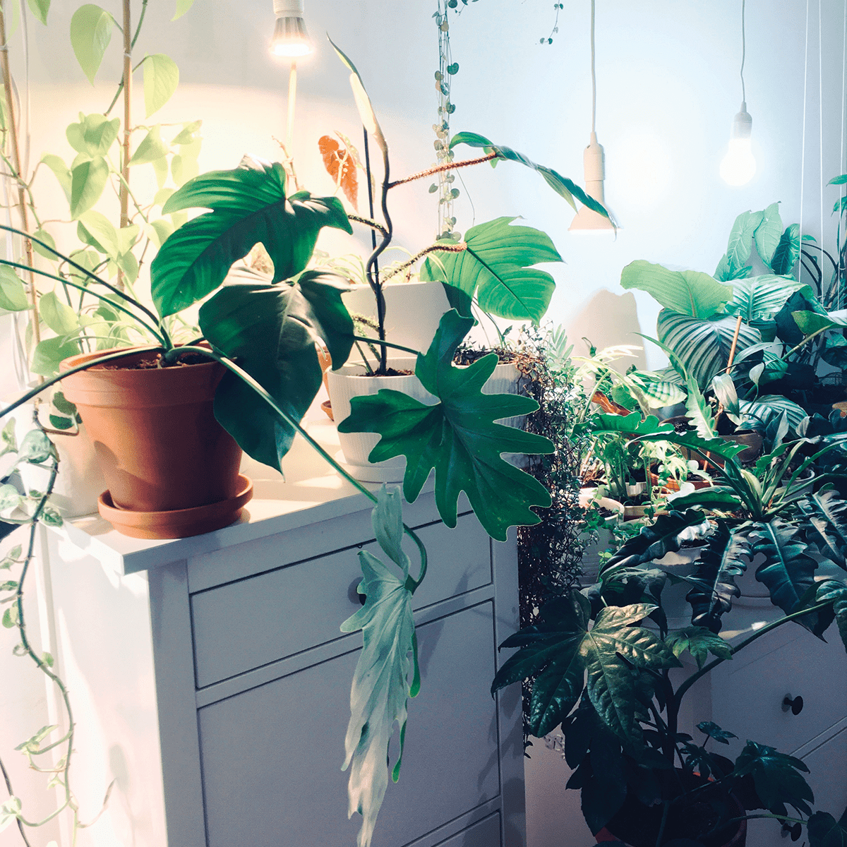 Rośliny doniczkowe w mieszkaniu