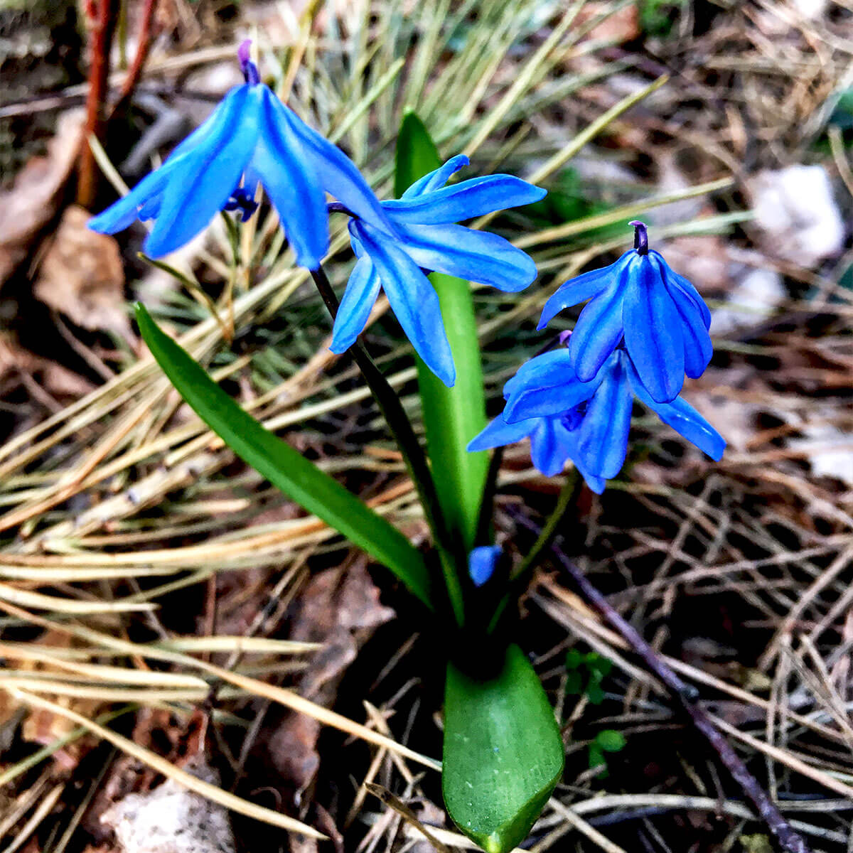 Kwitnąca na niebiesko cebulica syberyjska rosnąca w ogrodzie leśnym pośród sosen i brzuz